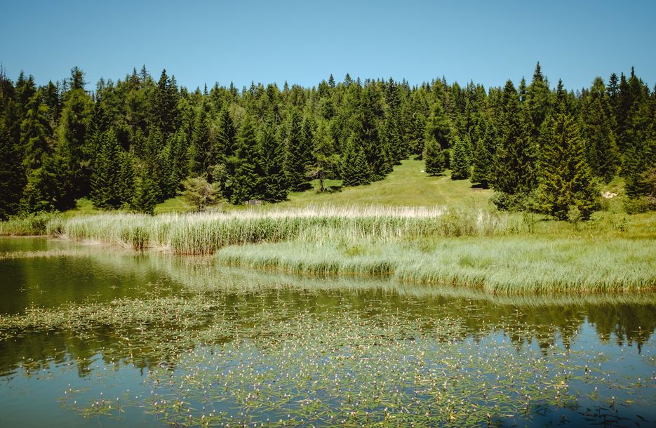 Forest Chalet Resort feliZitas