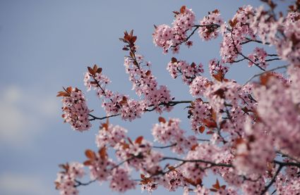 Wandern im Schenner Frühling
