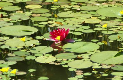 Gartennächte in Schloss Trauttmansdorff