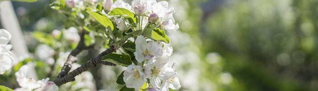 Wandern im Schenner Frühling