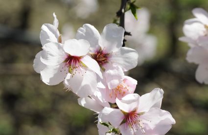 Wandern im Schenner Frühling