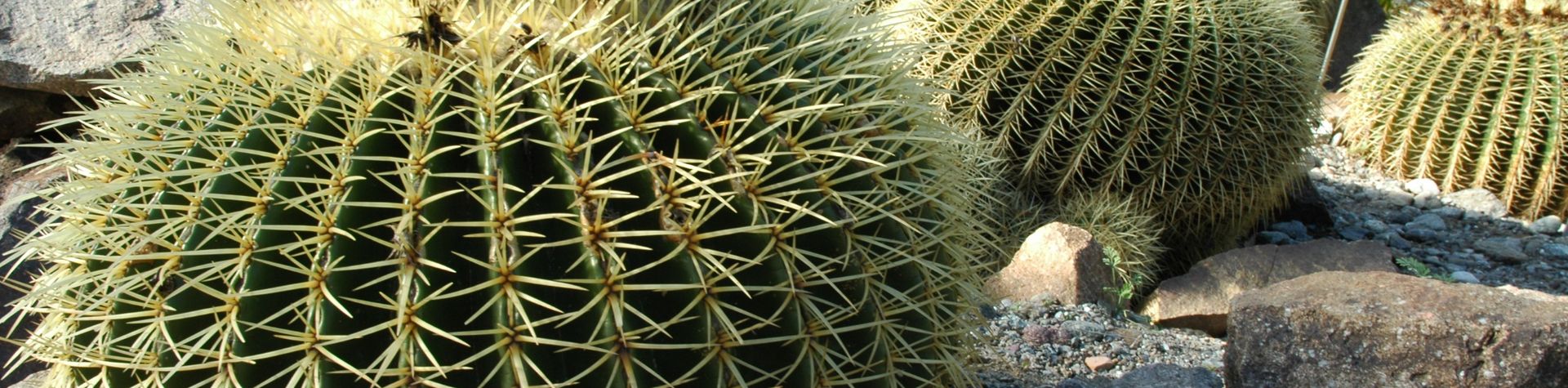 Botanischer Garten, Schloss Trauttmansdorff bei Meran, Südtirol